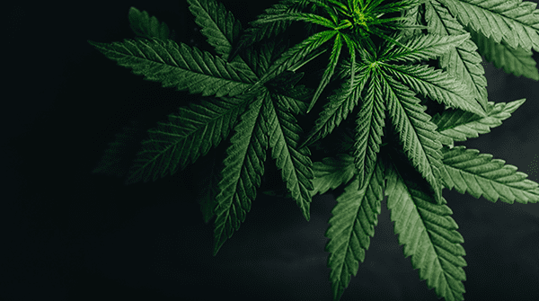 implications of reclassifying marijuana